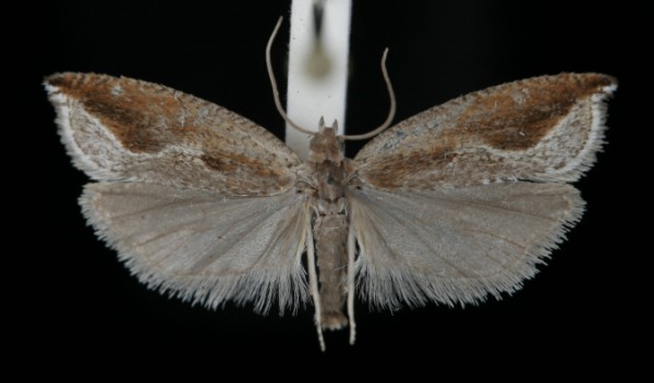 Ancylis diminutana Ancylis diminutana