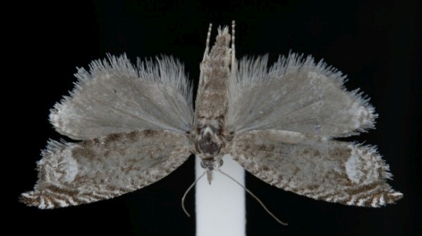 Ancylis tineana Ancylis tineana