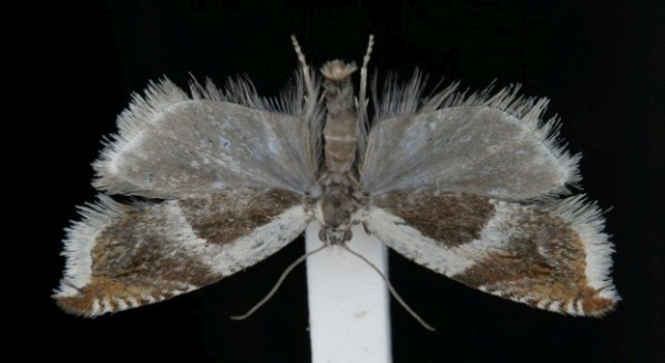 Ancylis badiana Ancylis badiana