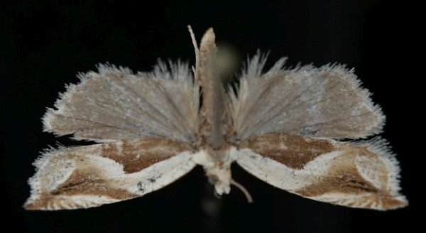 Ancylis paludana Ancylis paludana