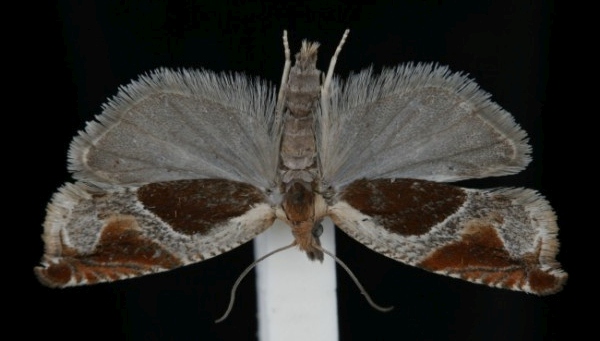 Ancylis unculana Ancylis unculana