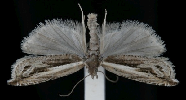 Ancylis apicella Ancylis apicella