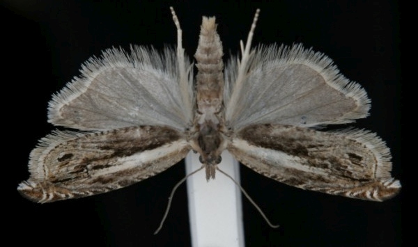 Ancylis apicella Ancylis apicella