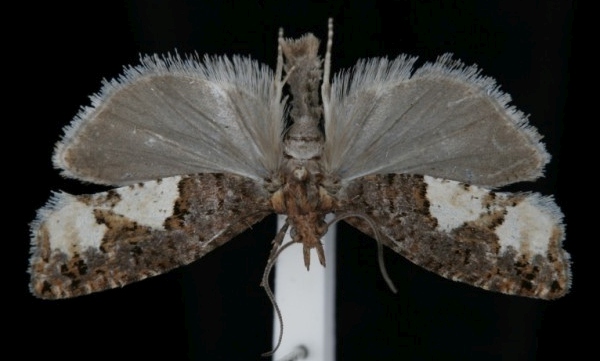 Epinotia trigonella Epinotia trigonella