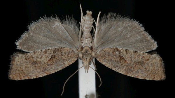 Epinotia solandriana Epinotia solandriana