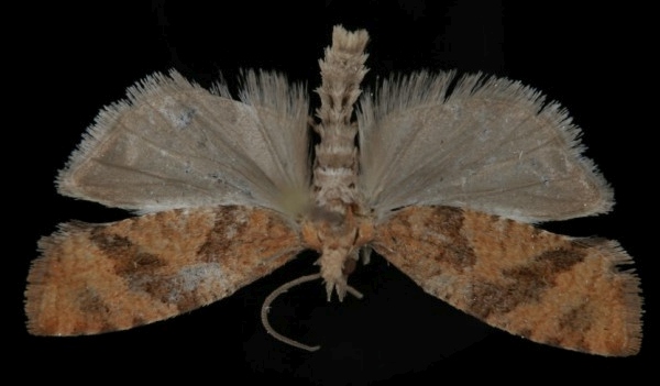 Epinotia solandriana Epinotia solandriana