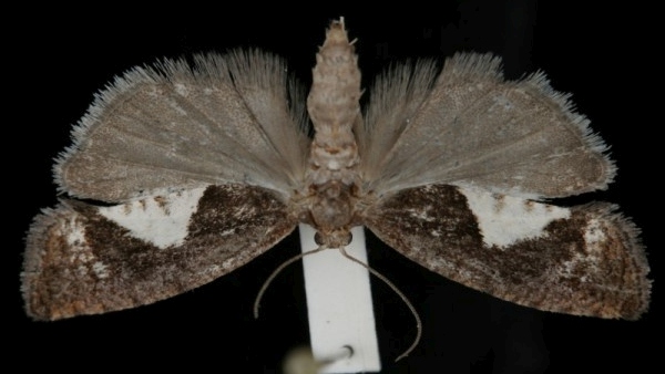 Epinotia solandriana Epinotia solandriana