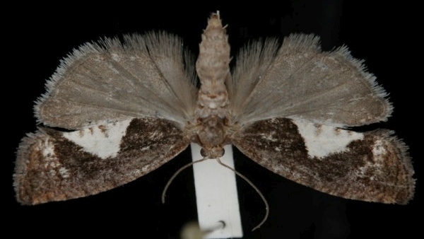 Epinotia solandriana