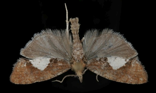 Epinotia solandriana Epinotia solandriana