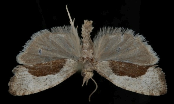 Epinotia solandriana Epinotia solandriana