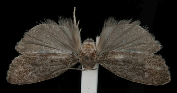 Epinotia brunnichana Epinotia brunnichana
