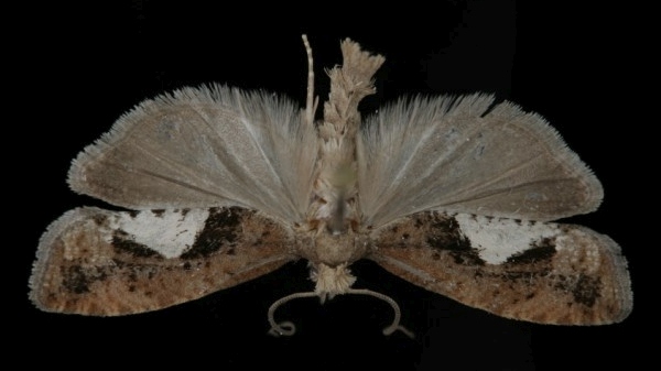 Epinotia brunnichana Epinotia brunnichana