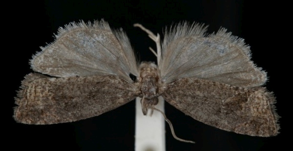 Epinotia maculana Epinotia maculana