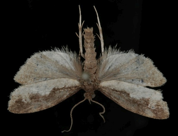 Epinotia caprana Epinotia caprana