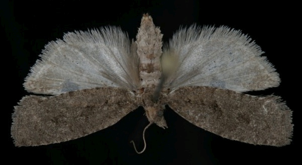 Epinotia caprana Epinotia caprana