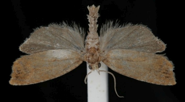 Epinotia abbreviana Epinotia abbreviana
