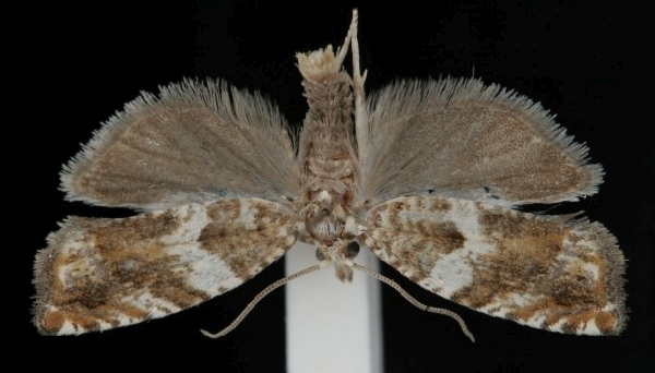 Epinotia abbreviana Epinotia abbreviana