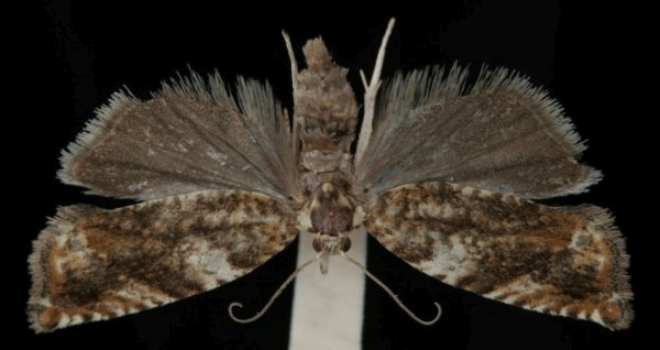 Epinotia abbreviana Epinotia abbreviana