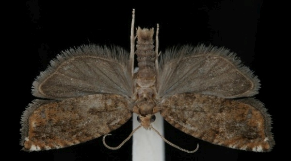 Epinotia abbreviana Epinotia abbreviana