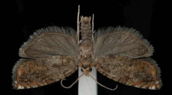 Epinotia abbreviana