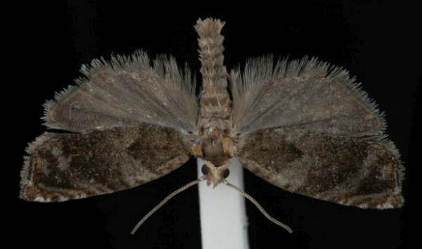 Epinotia abbreviana Epinotia abbreviana