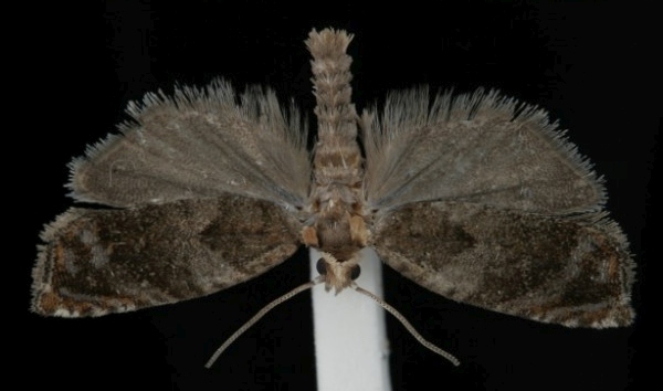 Epinotia abbreviana