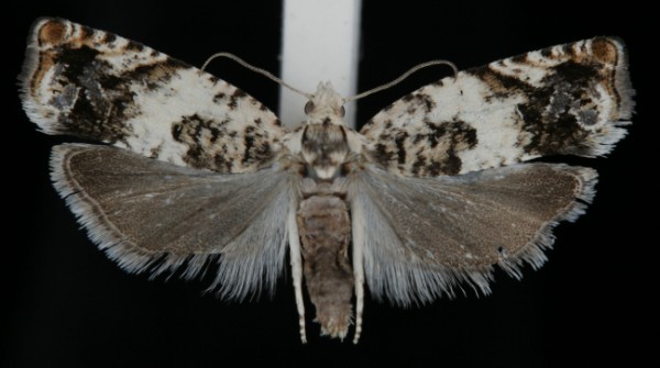 Epinotia subocellana Epinotia subocellana
