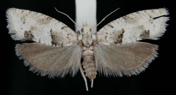 Epinotia bilunana Epinotia bilunana