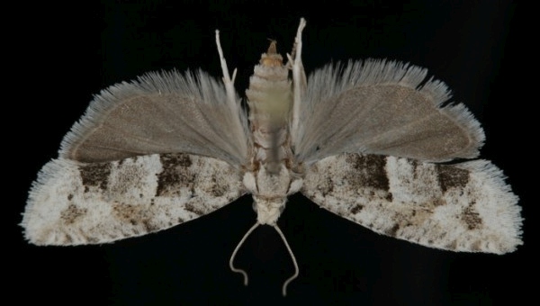 Epinotia bilunana Epinotia bilunana