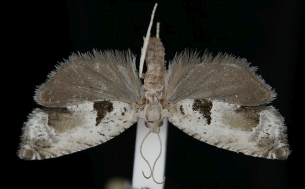 Epinotia ramella Epinotia ramella
