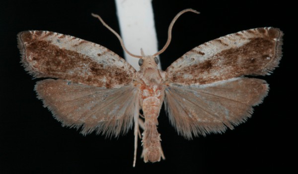 Epinotia ramella Epinotia ramella