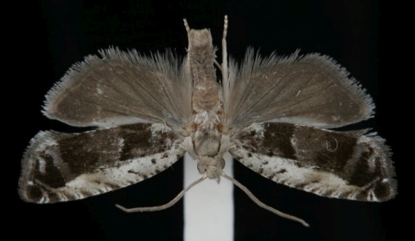 Epinotia ramella Epinotia ramella