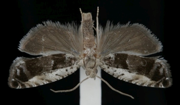 Epinotia ramella