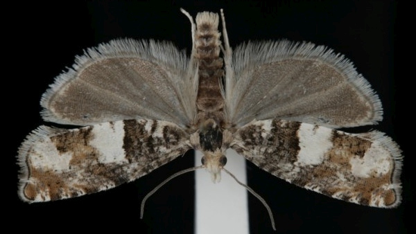 Epinotia demarniana Epinotia demarniana