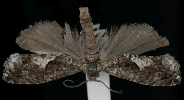 Epinotia immundana Epinotia immundana