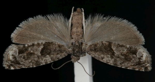 Epinotia immundana Epinotia immundana
