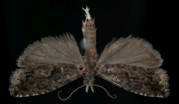 Epinotia immundana Epinotia immundana