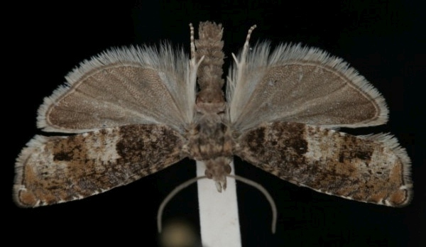 Epinotia tetraquetrana Epinotia tetraquetrana