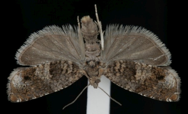 Epinotia tetraquetrana Epinotia tetraquetrana