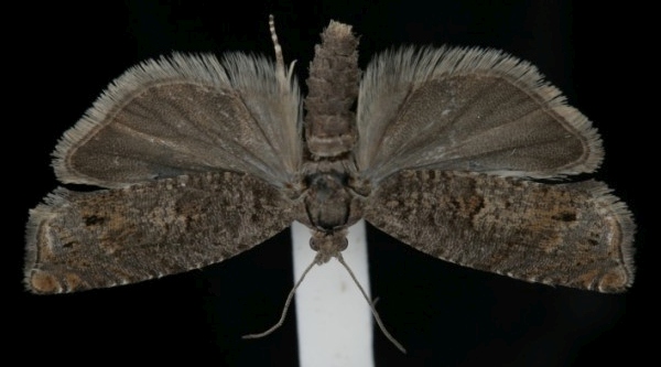 Epinotia tetraquetrana Epinotia tetraquetrana