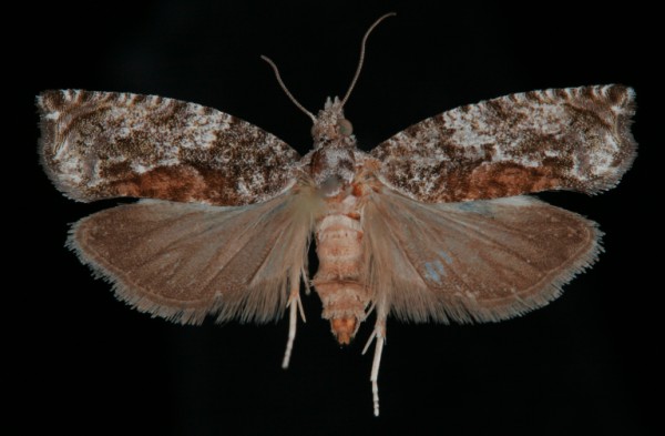 Epinotia nisella Epinotia nisella