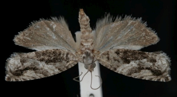 Epinotia nisella Epinotia nisella