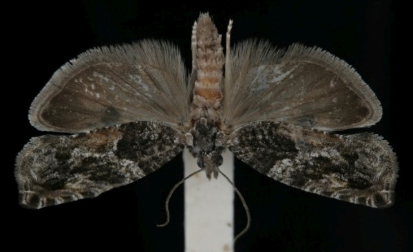 Epinotia nisella Epinotia nisella
