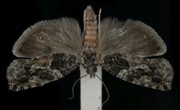 Epinotia nisella