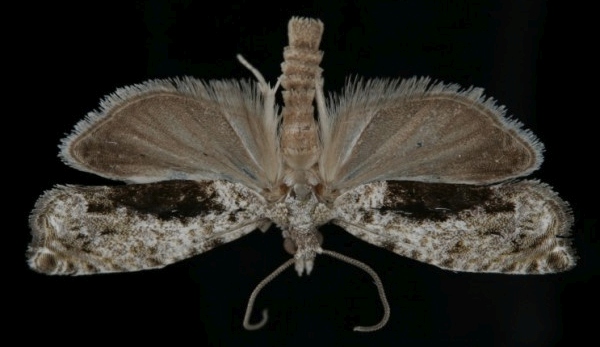 Epinotia nisella