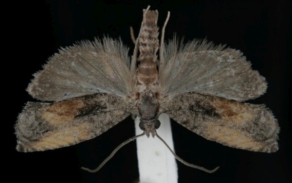 Epinotia nisella