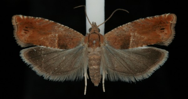 Epinotia tenerana