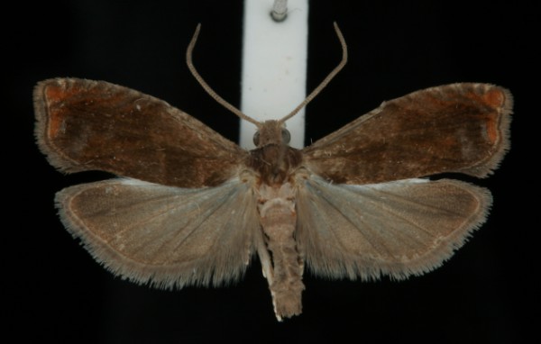 Epinotia tenerana