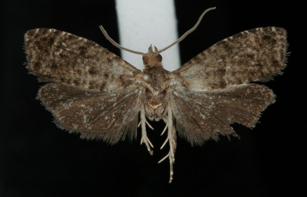 Epinotia nigricana Epinotia nigricana