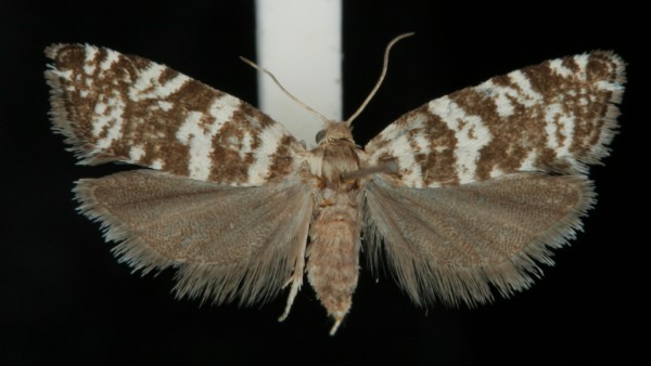 Epinotia tedella Epinotia tedella